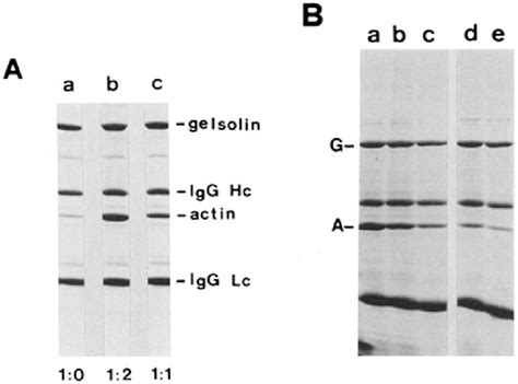 Assay For Gelsolin Actin Complexes A Immunoabsorption Of Purified