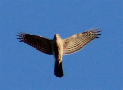 Goose Goose Hawk Help Me Identify A North American Bird Whatbird