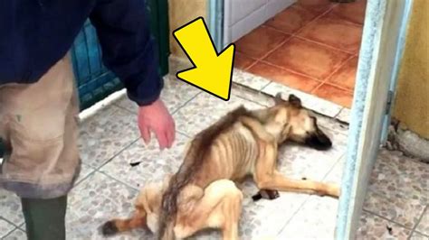 Из за истощения собака с трудом поднималась на лапы, и беспомощно ...