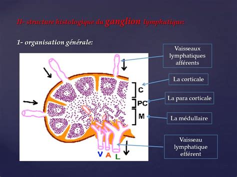 Le Ganglion Lymphatique Le Ganglion Lymphatique I Generalites Les