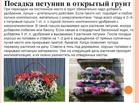 Петуния Опера. Описание сорта, фото, отзывы