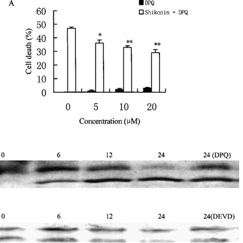 Effects Of Shikonin On Cell Cycle In A375 S2 Cells A A375 S2 Cells 1