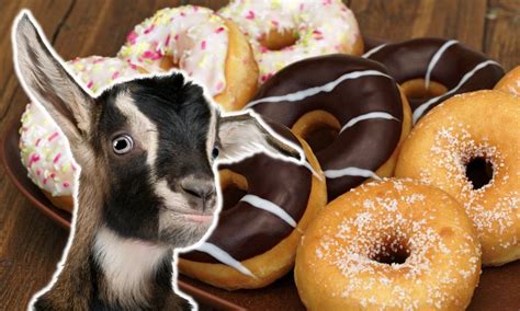 Can Goats Eat Donuts Revealed Goat Owner