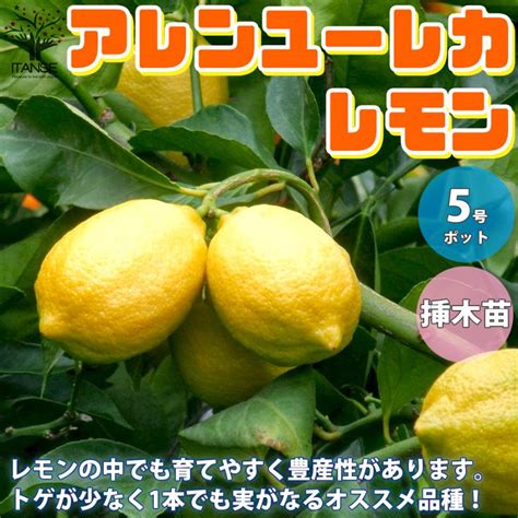 レモンの苗木 リスボン 今年から実がなる率が高い大苗 果樹の苗木 挿し木苗 5号ポット 1個売り 果樹 果物 ガーデニング 送料無料