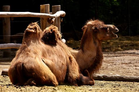 Romantic Happy Hump Day Meme