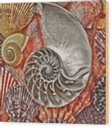 Chambered Nautilus Shell Abstract Photograph By Garry Gay Fine Art