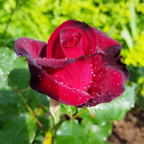 Роза чайно-гибридная Лавли Ред (Lovely Red) купить саженцы почтой из ...