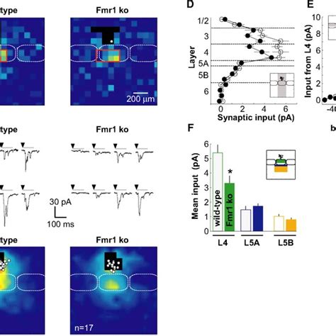 Laser Scanning Photostimulation By Glutamate Uncaging To Map Circuitry