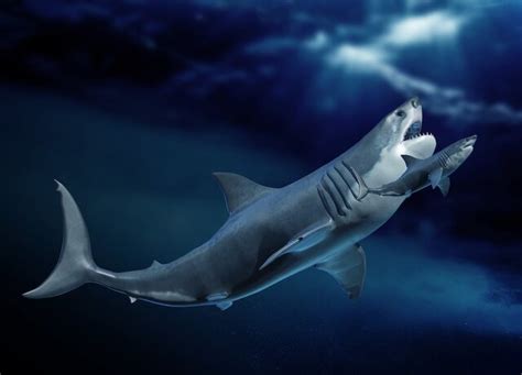 Megalodons Were So Fearsome Because They Were Warm Blooded SYFY WIRE