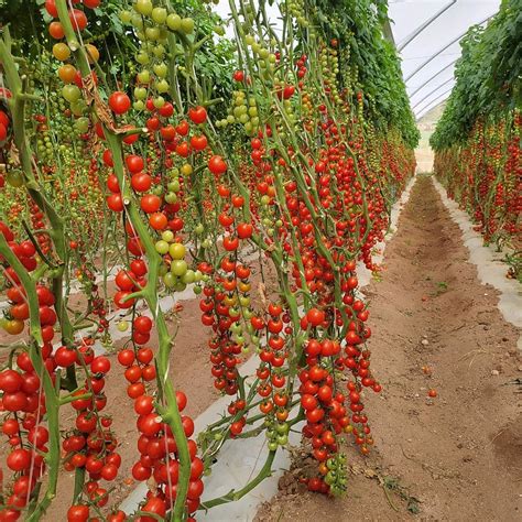 Cómo hacer un buen cultivo de tomates hershop