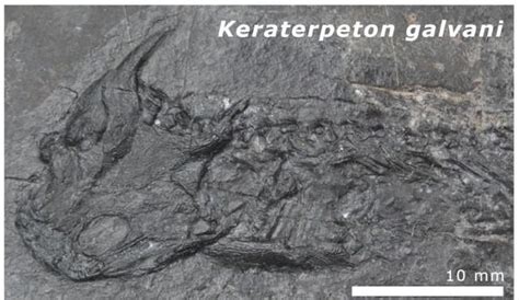 Mangled Dragon Fossils Were Cooked By Ancient Continents Colliding To