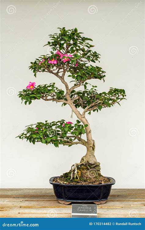 Japanese Camellia Bonsai Stock Photo Image Of Miniature