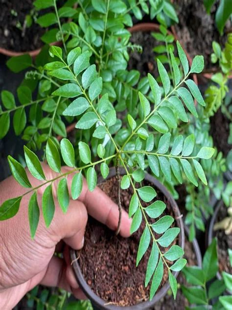 Grow Curry Patta Or Curry Leaves Plant At Home In 7 Easy Steps