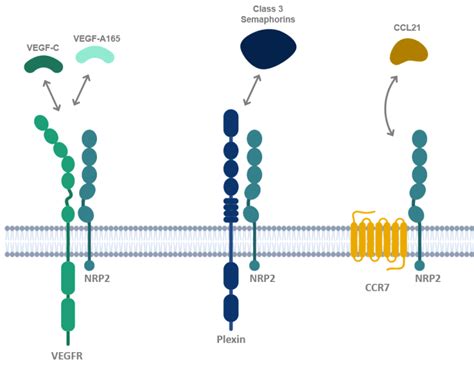 Nrp2 Biology Atyr Pharma