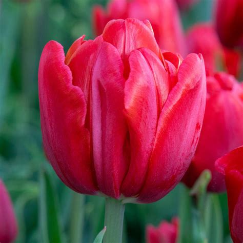 Tulip Tulipa Red Foxtrot In The Tulips Database Garden Org