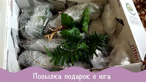 Растения по почте. Посылка-подарок с юга. - YouTube