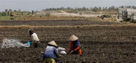 Berita Bsip Pascapanen Food Estate Kementan Dinilai Tepat Begini