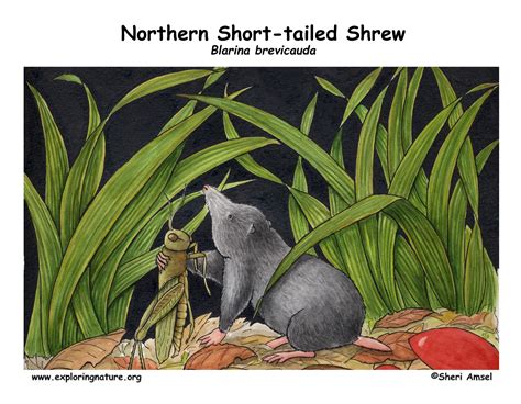 Shrew Northern Short Tailed