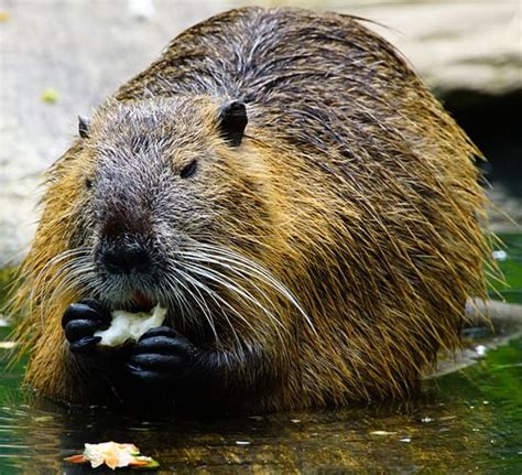 Coypu – North American Nature