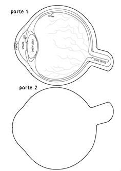 Ideias De Corpo Humano Profbio Dicas Corpo Humano Cadernos De