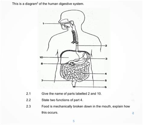 Human Digestive System Diagram And Functions