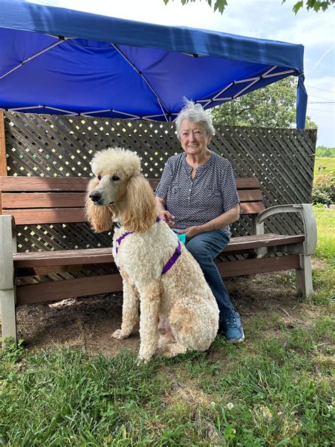 Carolina Poodle Rescue added a... - Carolina Poodle Rescue