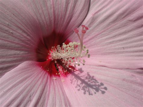 Free Images Flower Petal High Red Produce Pink Flora Cherry