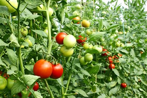 How To Grow Tomatoes For Maximum Yield Garden