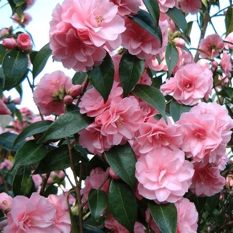 Camellia Japonica Spring Festival Floare Dubla Rezistenta La Ingh