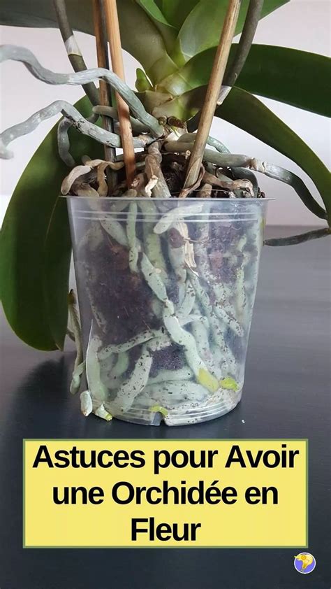 Orchid E Comment Prolonger La Dur E De Sa Floraison Faire