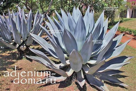 Agave AMERICANA (Агава): купить 2 семени c доставкой почтой 🌸 Адениум дома