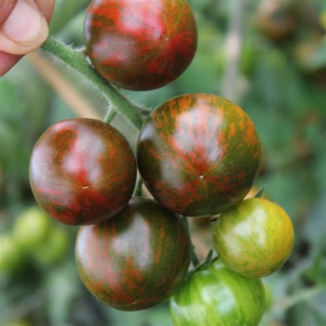 Deaflora Tomate Black Zebra Cherry Samen