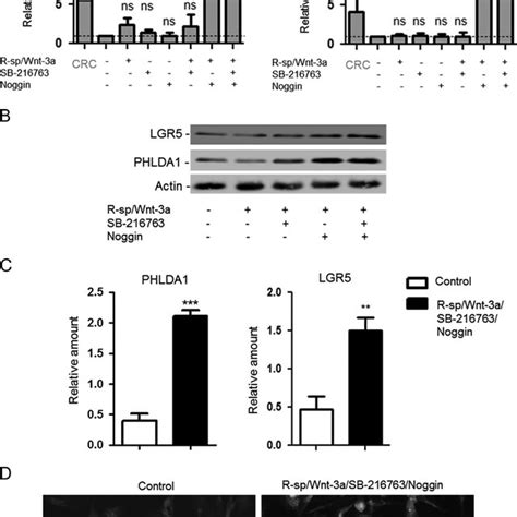 A Altering The Activation Status Of The Bmp And Wnt Pathways Affects Download Scientific