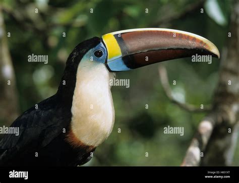 Red Billed Toucan Ramphastos Tucanus Guyana Stock Photo Alamy