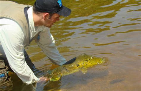 Pesca Na Amazônia Missão Pesca