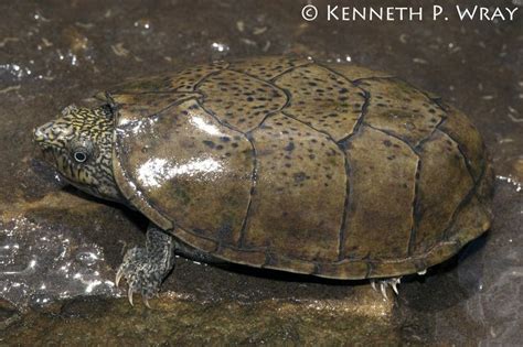 Flattened Musk Turtle Alchetron The Free Social Encyclopedia