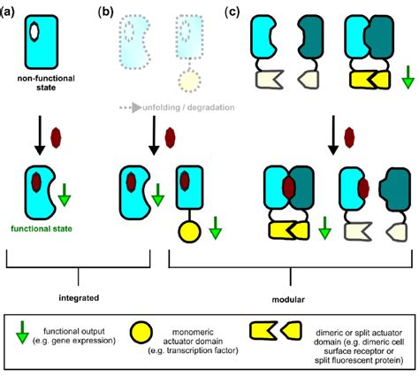 Schematic Of Mechanisms To Couple Small Molecule Binding To Protein