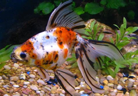 Fantail Goldfish Standard Merypv