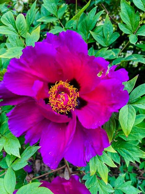 Peonías de árboles hermosa flor rosa en el jardín Foto Premium