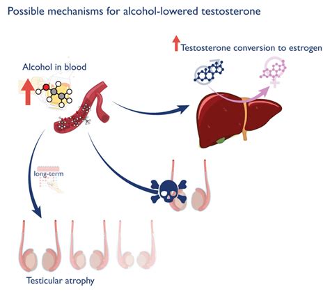 Effects Of Alcoholism May Hinder The Male Reproductive System And