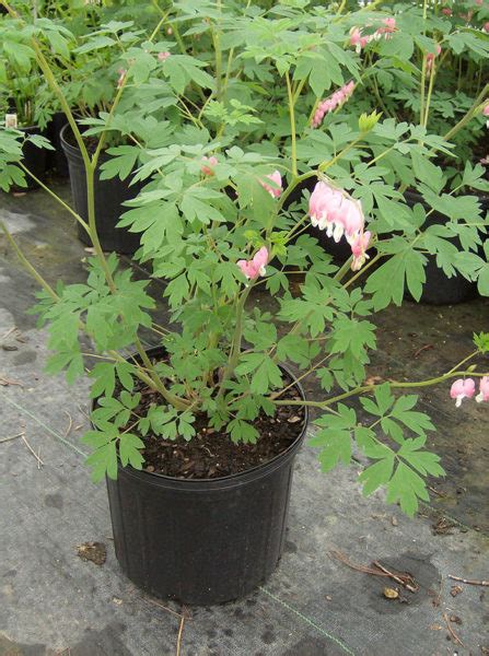 Old Fashioned Bleeding Heart Vinland Valley Nursery