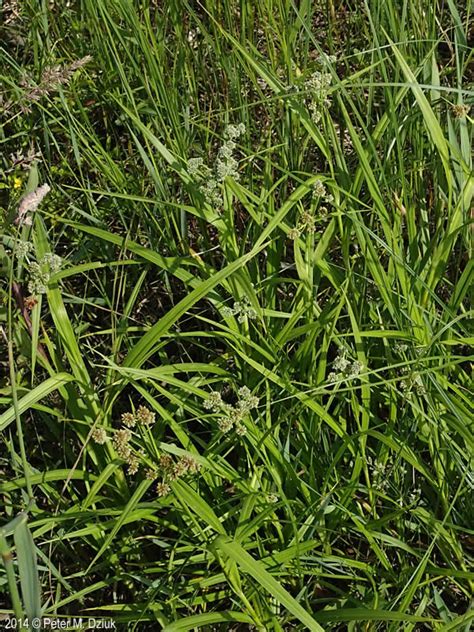 Scirpus Atrovirens Dark Green Bulrush Minnesota Wildflowers