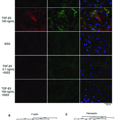 A Immunocytochemistry Of F Actin And Fibronectin In HTM Cells After