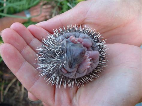 Where To Buy A Baby Hedgehog Heavenly Hedgies