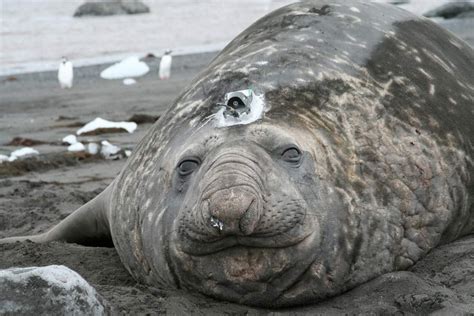 Global Warming Makes Elephant Seals Dive Deeper Study Suggests Live