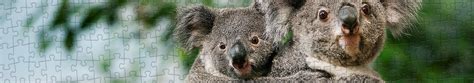 Koalas Puzzles 1000 Teile Puzzle PuzzleYOU