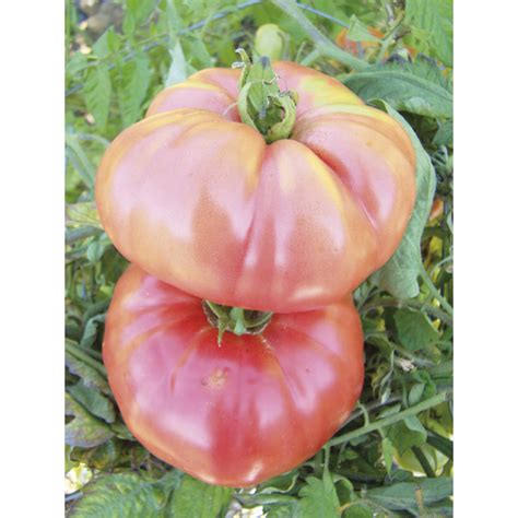 Tomate Berner Rose Bio Graine De Tomate Magellan Bio