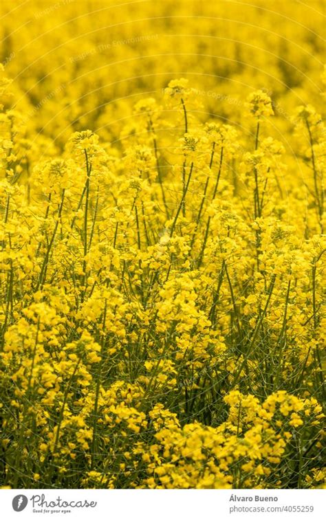 Yellow Rapeseed Flowers In A Cultivated Field Aragon Spain A