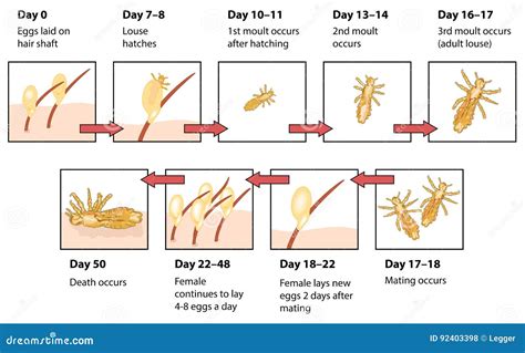 Ciclo De Vida De Los Piojos Principales Ilustraci N Del Vector