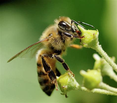 Bee Gathering Nectar Photograph By Clarence Alford